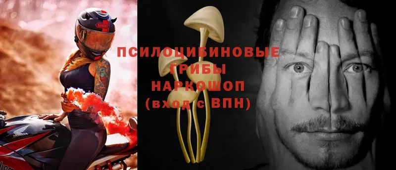 Галлюциногенные грибы MAGIC MUSHROOMS  Пионерский 